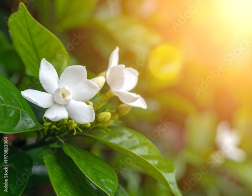 Close-up of beautiful white flowers with green leaves and sunlight.