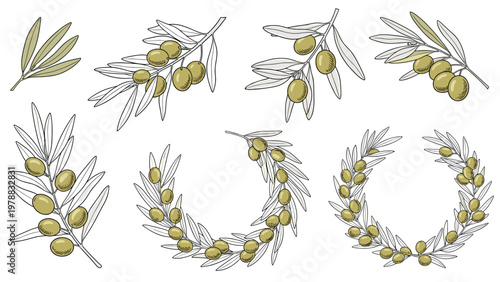 Set of olive branches and wreaths with green fruits and leaves in a hand drawn vintage style isolated on a white background.