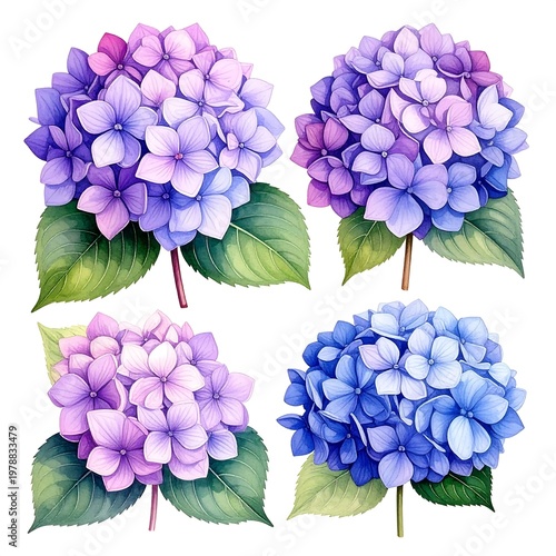 Four vibrant, watercolor-style hydrangea blooms in shades of purple, pink, and blue, with green leaves, set against a white background