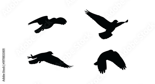 Four birds in flight captured as a dramatic black silhouette