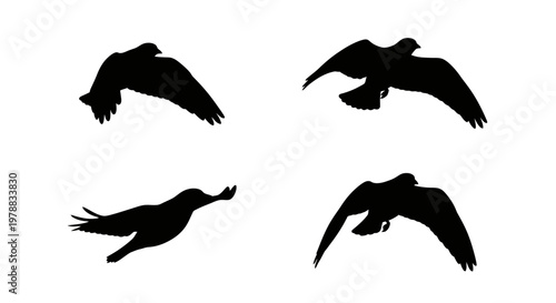 Four birds in flight depicted in stark black silhouette