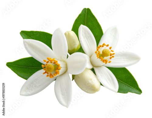 Two pristine neroli orange blossoms with white petals, yellow-orange stamens, green