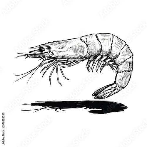 Anatomical illustration of a shrimp with detailed appendages and body structure