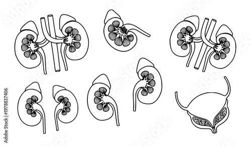 Stylized human kidney anatomy set with cross section urinary organ vector line art design