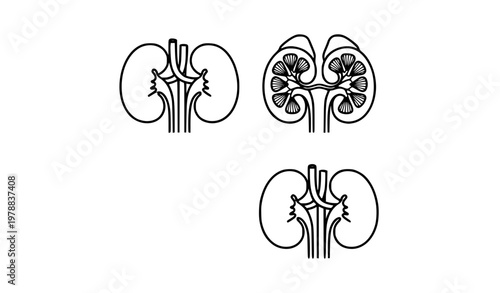 Human kidneys anatomy vector with whole and cross section urinary system line art illustration