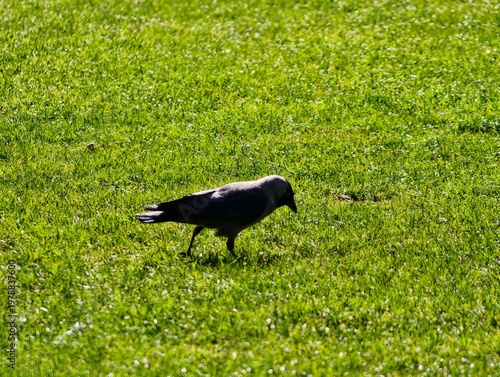 Принти на полотні Black bird explores lush grassy area