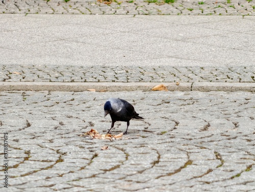 Obraz na płótnie Glossy feathered crow with sharp beak