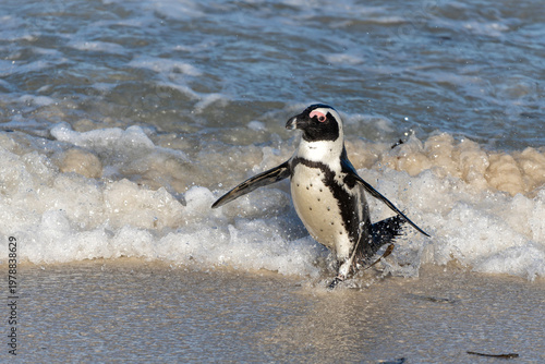Boulders Beach Penguin Colony. These  black-footed penguin, african penguin or jackass penguins (Spheniscus demersus) are living on a beach with granite boulders at the city of Simon's Town, not far f