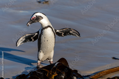 Boulders Beach Penguin Colony. These  black-footed penguin, african penguin or jackass penguins (Spheniscus demersus) are living on a beach with granite boulders at the city of Simon's Town, not far f