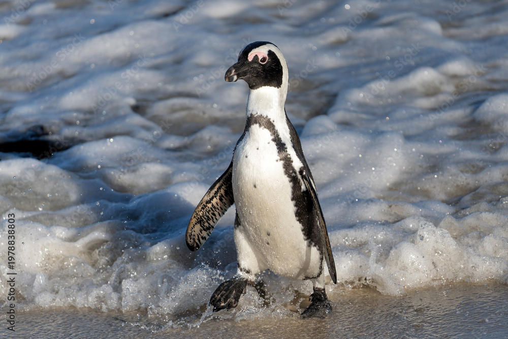 Obraz premium Boulders Beach Penguin Colony. These black-footed penguin, african penguin or jackass penguins (Spheniscus demersus) are living on a beach with granite boulders at the city of Simon's Town, not far f