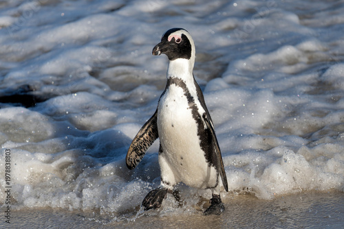 Boulders Beach Penguin Colony. These  black-footed penguin, african penguin or jackass penguins (Spheniscus demersus) are living on a beach with granite boulders at the city of Simon's Town, not far f
