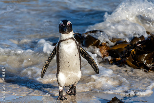 Boulders Beach Penguin Colony. These  black-footed penguin, african penguin or jackass penguins (Spheniscus demersus) are living on a beach with granite boulders at the city of Simon's Town, not far f