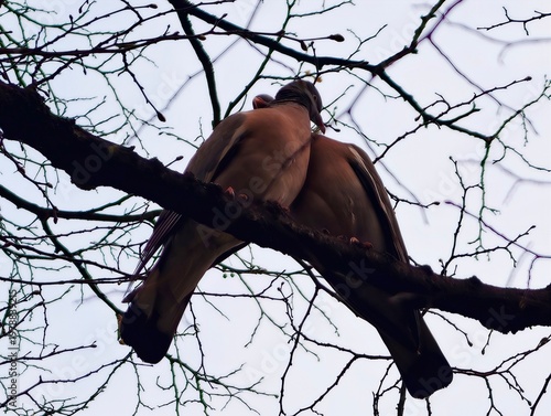 Obraz na plátne Doves on branch