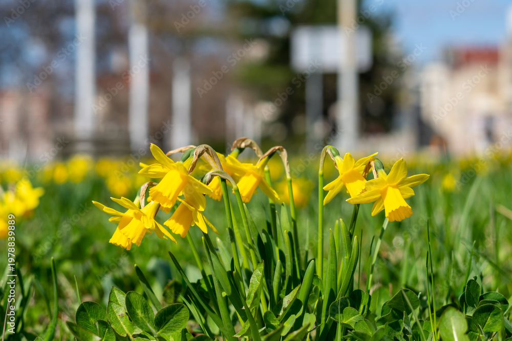 Obraz premium Yellow daffodils blooming on a city lawn in Wroclaw, spring bulb flowers in a park, sunny day in the city, close-up of narcissus with blurred urban background and green grass.