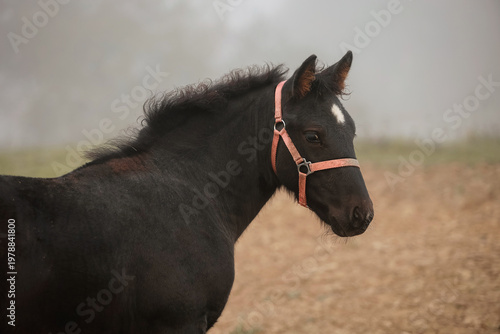 Black foal portrait
