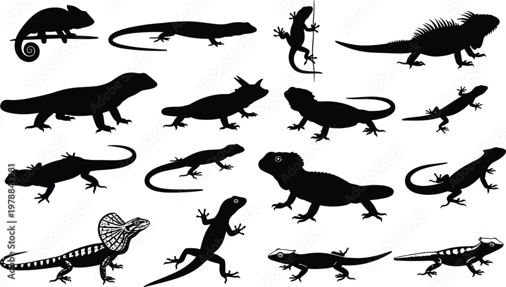 Fototapeta premium Vector illustration of diverse lizard silhouettes including chameleons, iguanas, geckos and reptiles in varied poses