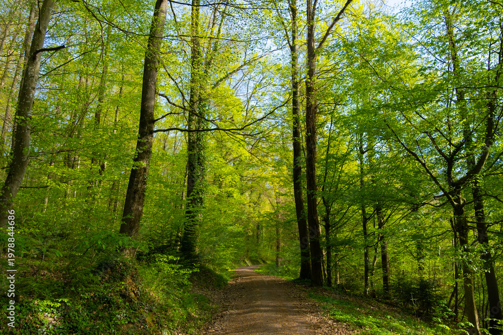 Fototapeta premium Frühlingswald in der Ortenau