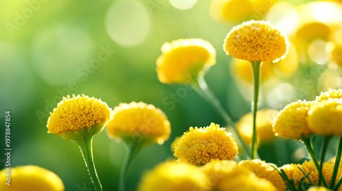 Bright Yellow Flowers Bloom Under Sunlight in a Garden During Springtime