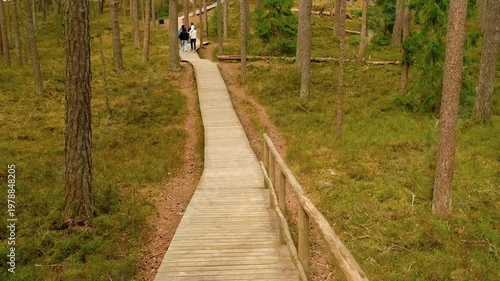 Tilt shot of four young people in distance walking by winding wooden path in seaside park. Scenic pine forest: tall tree trunks rise above soft moss. Weekend hiking, nature recovery, local eco tourism