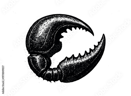 A detailed scorpion pincer claw shown in a tight three-quarter close view, enlarged to fill the frame as a curved organic gripping form on a pure white background, the