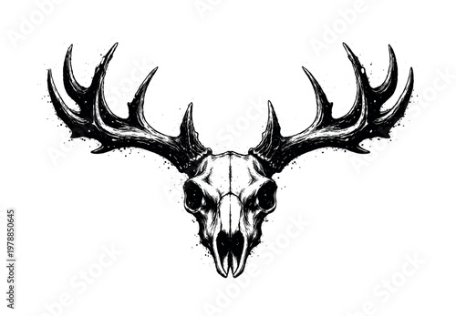 A detailed stag antler skull cap shown in a direct frontal view, enlarged to fill the frame as a wide organic structure on a pure white background, the branching antlers
