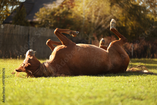 Horse rolling on the grass