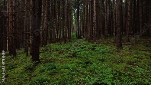 Foggy spruce forest at mountains. Rainy weather in summer time. Misty landscape at evening. Woodland and nature concept