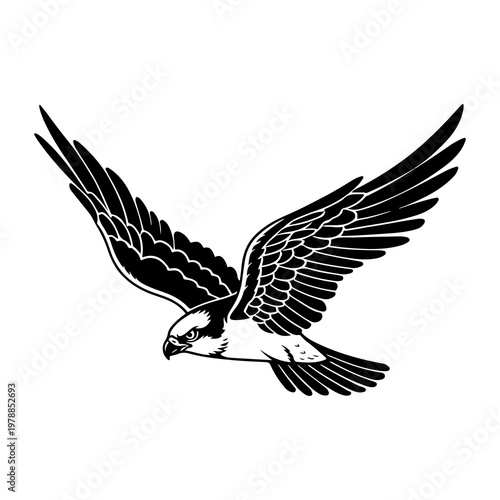Obraz na plátně Silhouette of a osprey in flight with wings spread wide black and white illustra