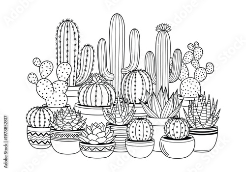 A variety of potted cacti and succulents are depicted in a detailed line drawing.