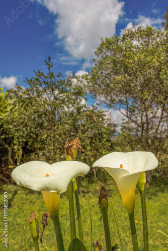 Photography A couple of aurum lily flowers
