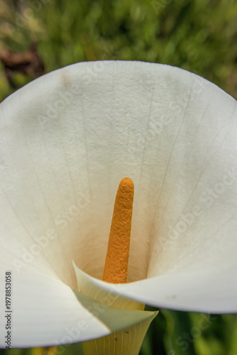 Canvas Print The spathe of an aurum lily