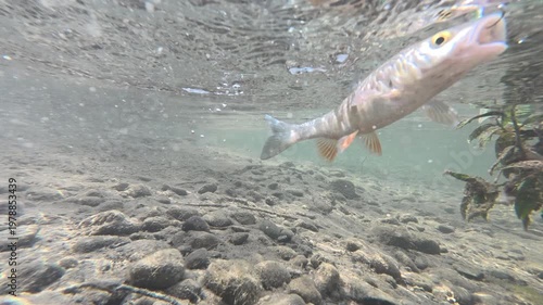 Fishing concept. Close-up of fish hook under water at summer time