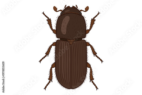 European spruce bark beetle (Ips typographus), eight-toothed spruce bark beetle