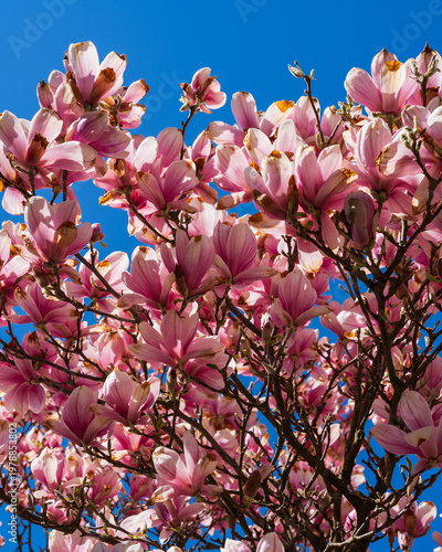 Magnolia blossom in spring