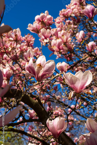 Magnolia blossom in spring