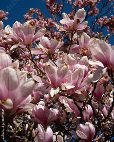 Magnolia blossom in spring