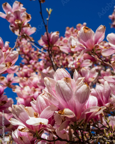 Magnolia blossom in spring