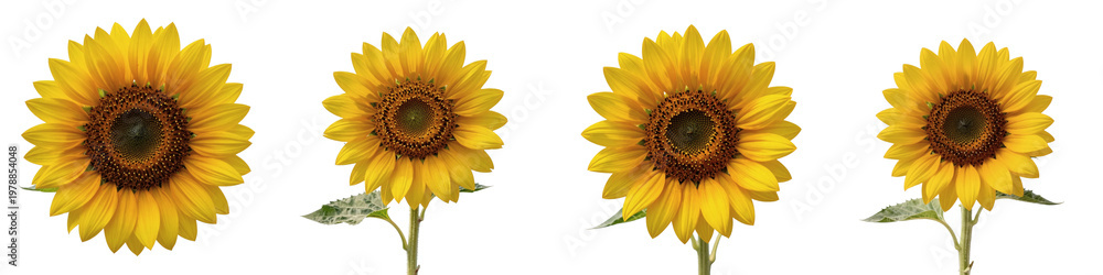 Fototapeta premium Bright and cheerful sunflowers in a row against a black background in a studio shot