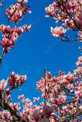 Magnolia blossom in spring