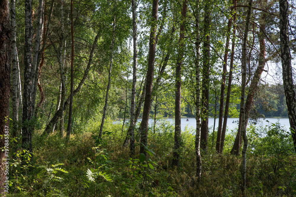Fototapeta premium Birch Forest by the Lake in Soft Sunlight