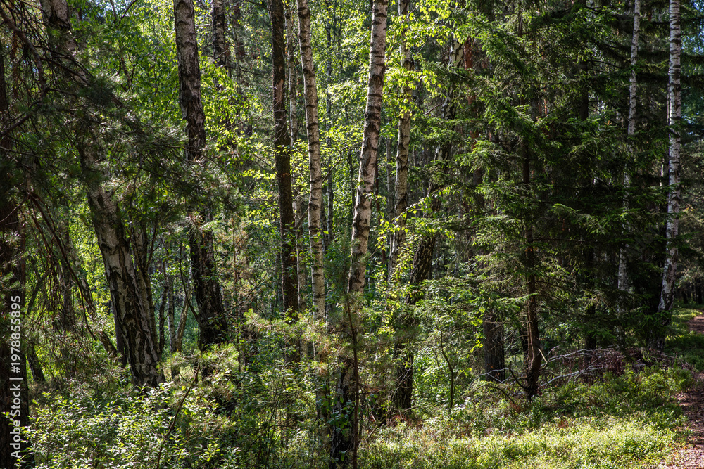 Fototapeta premium Dense Mixed Forest with Sunlit Path