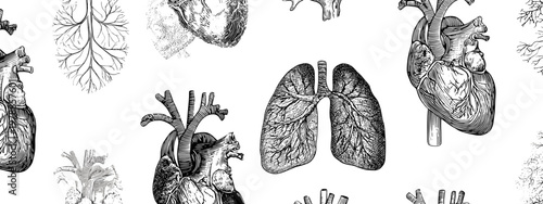Artistic Illustration of Heart and Lungs Representing Human Anatomy and Health Concepts
