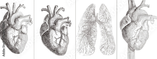 Artistic Illustration of Heart and Lungs Representing Human Anatomy and Health Concepts
