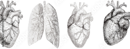 Artistic Illustration of Heart and Lungs Representing Human Anatomy and Health Concepts