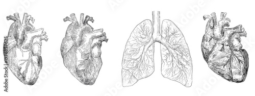Artistic Illustration of Heart and Lungs Representing Human Anatomy and Health Concepts