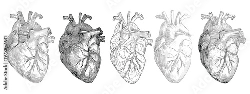 Artistic Illustration of Heart and Lungs Representing Human Anatomy and Health Concepts
