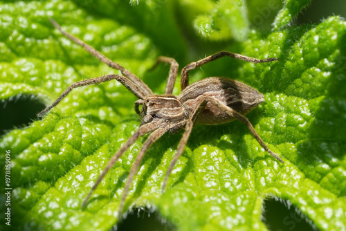 Photography Closeup on a Nursery web spider Pisaura mirabilis resting on a green leaf in the