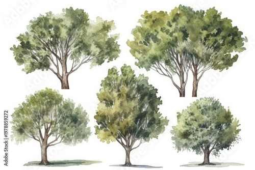 Watercolor Illustration of Five Trees in Various Shapes and Sizes