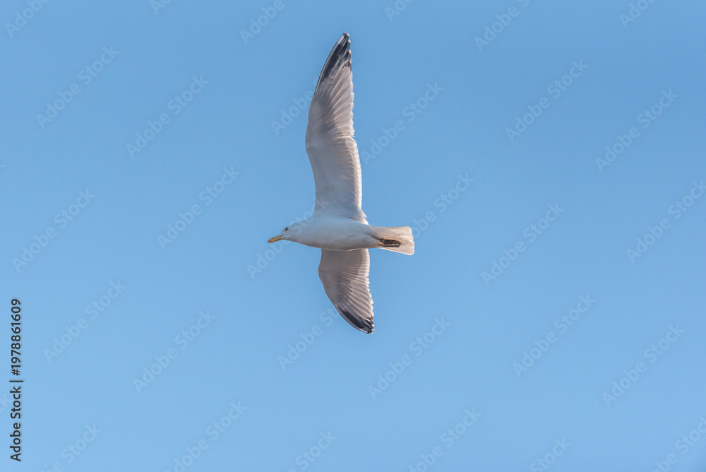 Obraz premium The common gull (Larus canus) in flight
