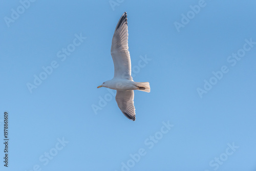 The common gull (Larus canus)  in flight